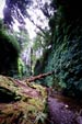 Fern_Canyon_icon.jpg