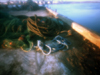 fishingPier_icon.jpg