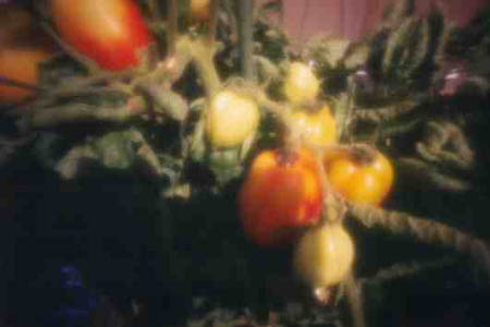 tomates.jpg